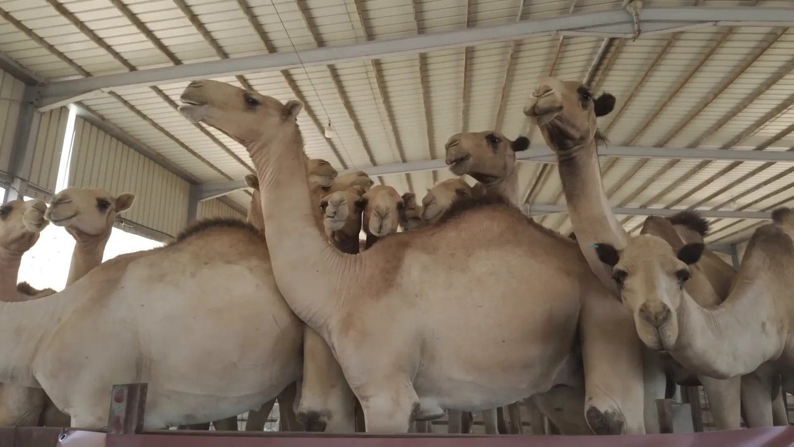 Kandang unta dan kambing di ladang korban Mekah